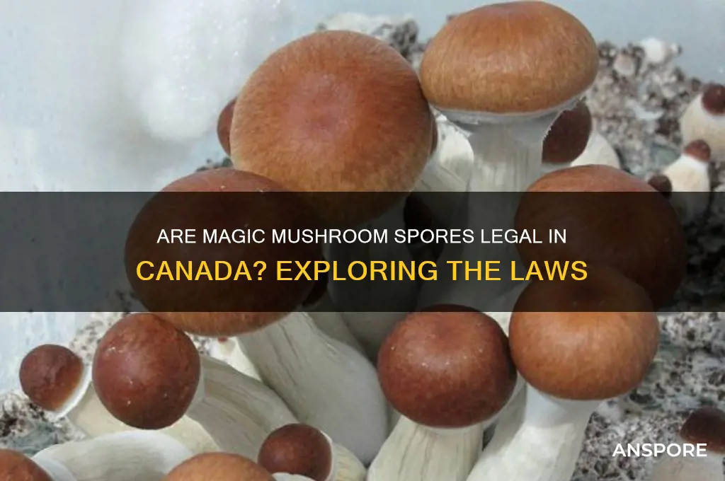 are spore illegal in canada