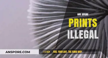 Are Spore Prints Illegal? Understanding Legal Boundaries in Mycology