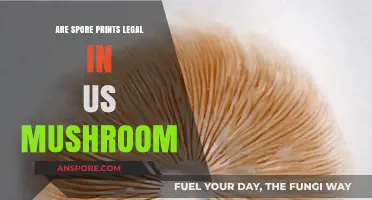 Are Spore Prints Legal in the US for Mushroom Identification?