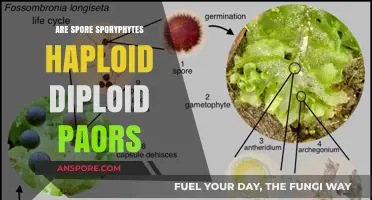 Understanding Spore-Producing Plants: Haploid, Diploid, or Both?