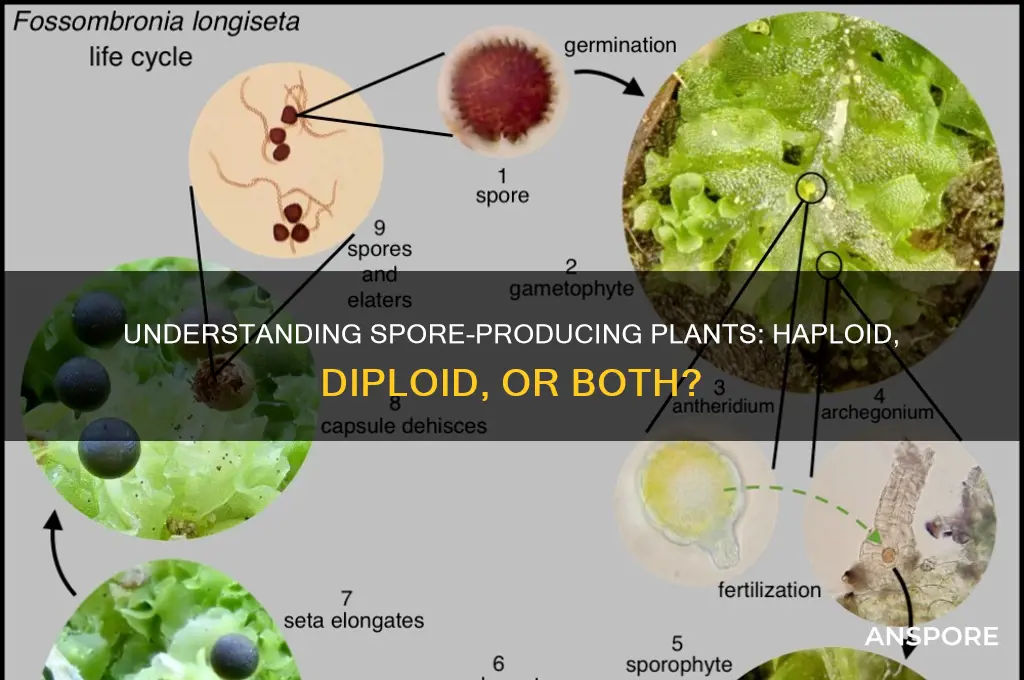 are spore sporyphytes haploid diploid paors