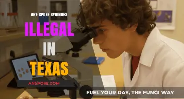 Are Spore Syringes Legal in Texas? Understanding the Current Laws