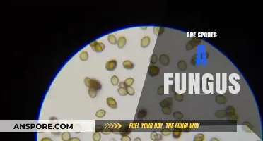 Are Spores a Fungus? Unraveling the Microscopic Mystery