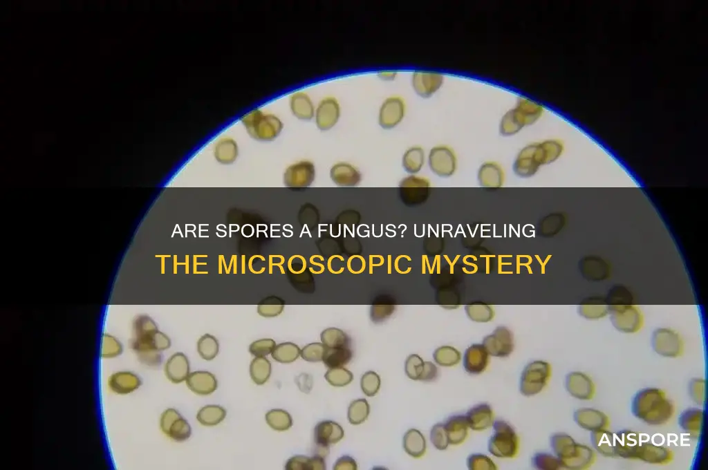 are spores a fungus