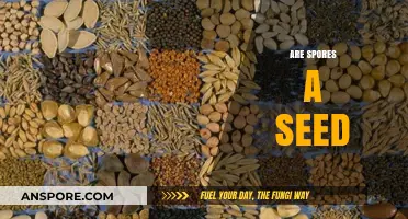 Are Spores Seeds? Unraveling the Differences and Similarities