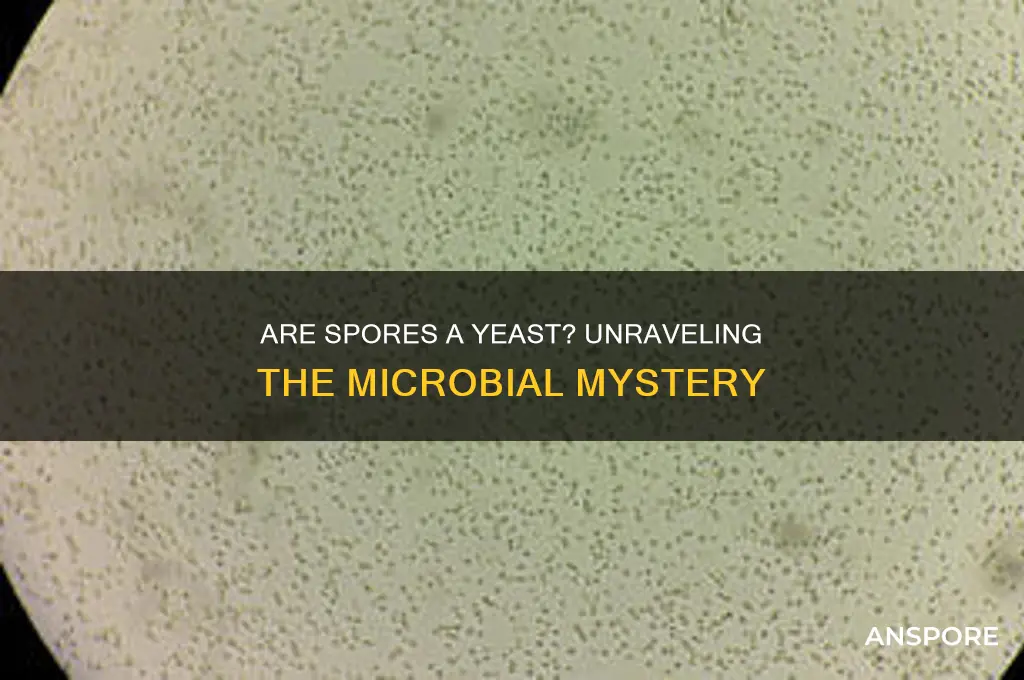 are spores a yeast