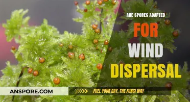 How Spores Evolve for Efficient Wind Dispersal: Nature's Strategy