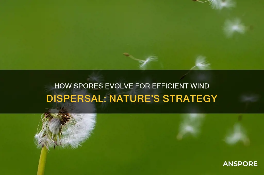 are spores adapted for wind dispersal