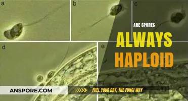 Are Spores Always Haploid? Unraveling the Truth in Fungal Reproduction