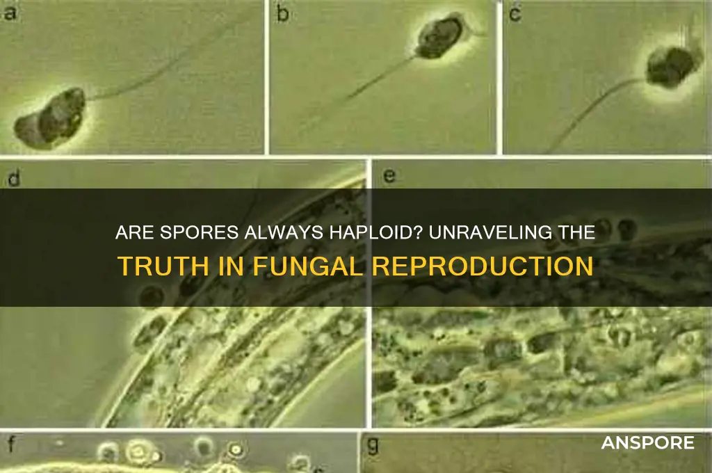 are spores always haploid