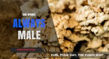 Are Spores Always Male? Unraveling the Gender Mystery in Fungi