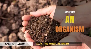 Are Spores Independent Organisms or Survival Mechanisms?