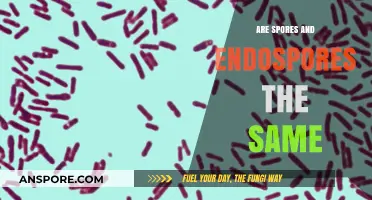 Are Spores and Endospores Identical? Unraveling the Microbial Differences