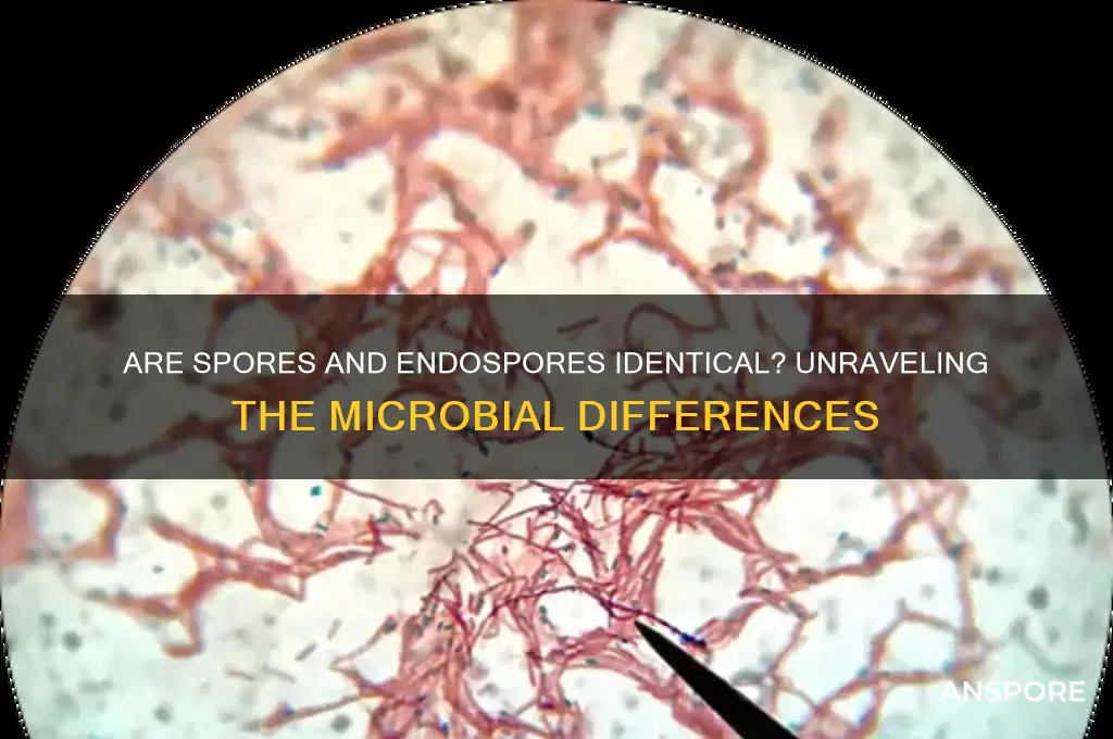 are spores and endospores the same