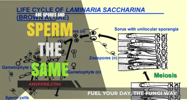 Are Spores and Sperm the Same? Unraveling Their Unique Roles