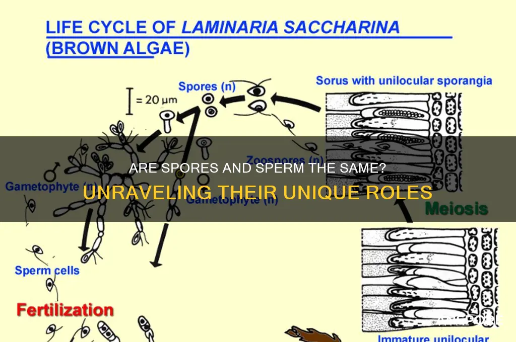 are spores and sperm the same