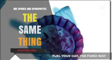 Spores vs. Sporophytes: Understanding the Key Differences in Plant Reproduction