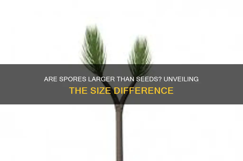 are spores are much larger than seeds