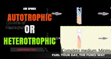 Are Spores Autotrophic or Heterotrophic? Unraveling Their Nutritional Secrets