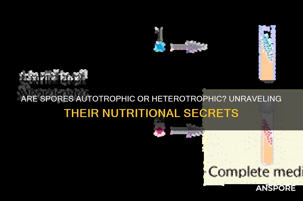 are spores autotrophic or heterotrophic