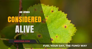 Are Spores Alive? Exploring the Life Status of Dormant Spores