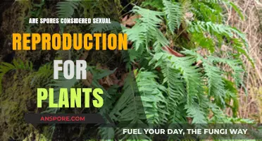 Are Spores a Form of Sexual Reproduction in Plants?