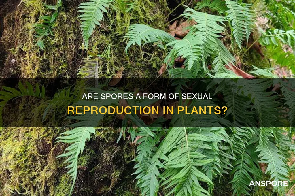 are spores considered sexual reproduction for plants