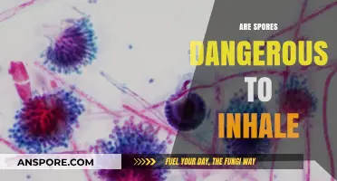 Inhaling Spores: Understanding the Risks and Potential Health Impacts
