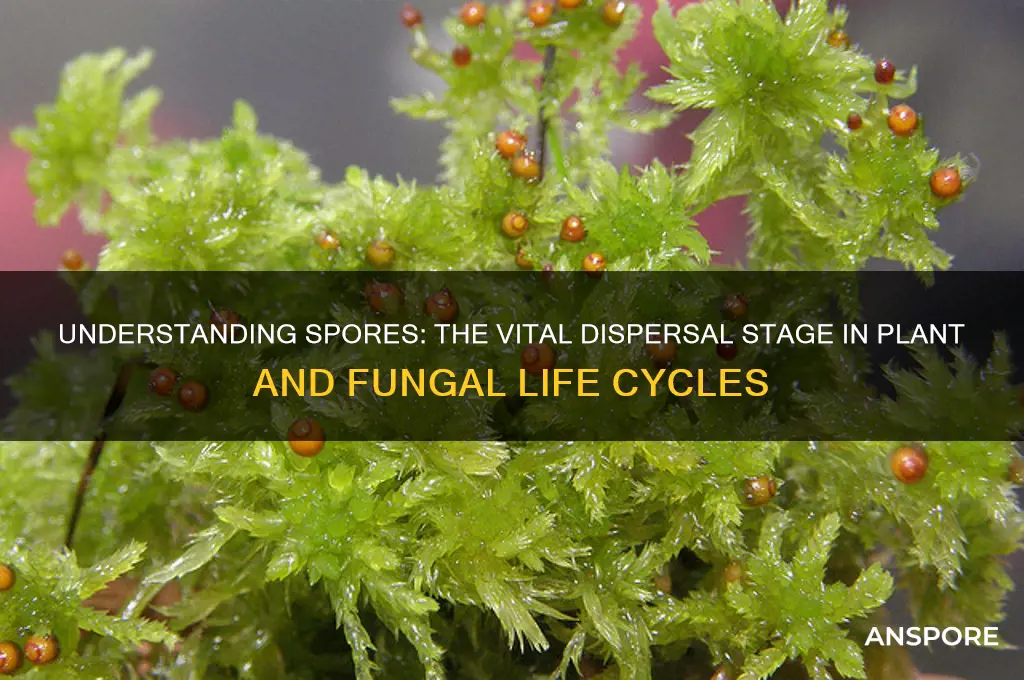 are spores dispersal stage