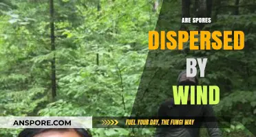How Wind Disperses Spores: Exploring Nature's Aerial Seed Scattering