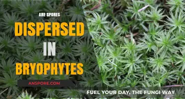 How Do Bryophytes Disperse Spores? Exploring Their Unique Reproduction Methods