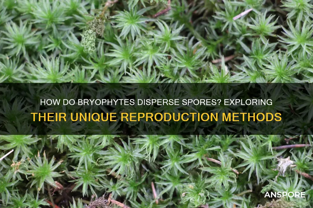 are spores dispersed in bryophytes