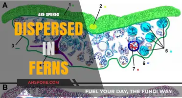How Ferns Disperse Spores: Unveiling the Ancient Reproduction Process