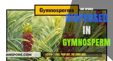 Do Gymnosperms Disperse Spores? Unveiling Their Unique Reproduction Methods