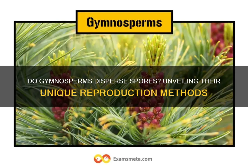 are spores dispersed in gymnosperms