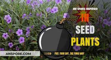 Do Seed Plants Disperse Spores? Unraveling Plant Reproduction Mysteries