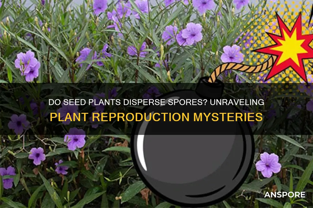 are spores dispersed in seed plants