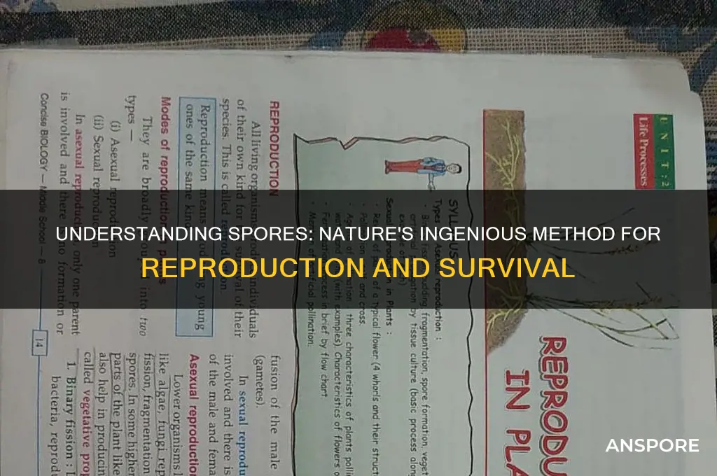 are spores for the purpose of reproduction