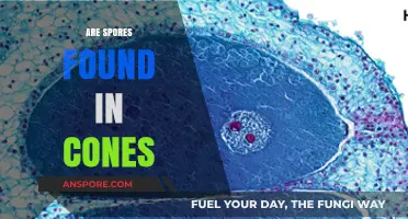 Do Cones Contain Spores? Unveiling the Truth About Plant Reproduction
