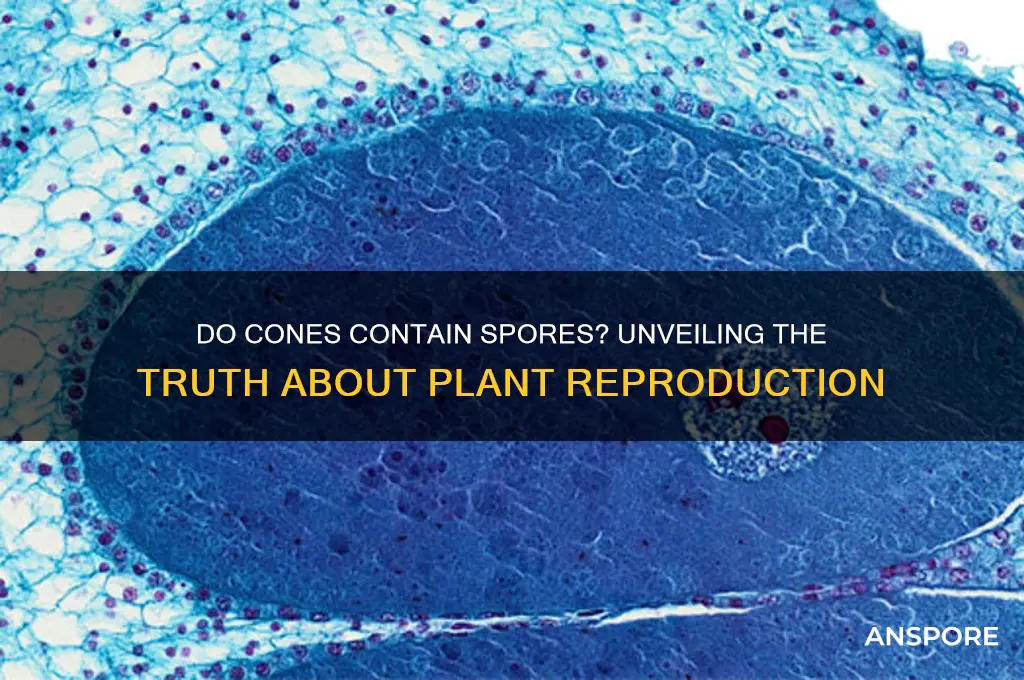 are spores found in cones