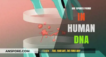 Exploring the Presence of Spores in Human DNA: Fact or Fiction?