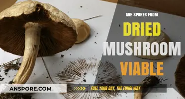 Dried Mushroom Spores: Viable or Not?