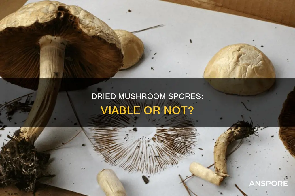 are spores from dried mushrooms viable