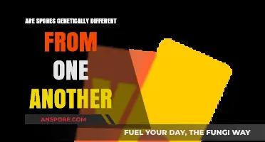 Exploring Genetic Diversity: Are Spores Unique or Identical?