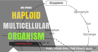 Are Spores Haploid Multicellular Organisms? Unraveling the Mystery