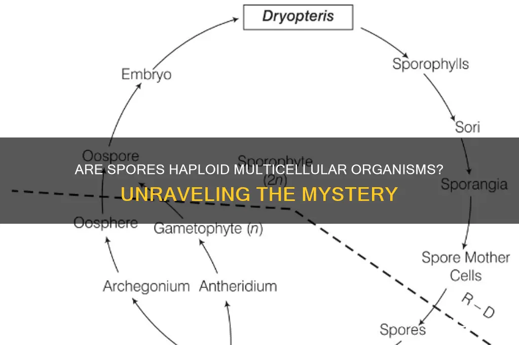 are spores haploid multicellular organism