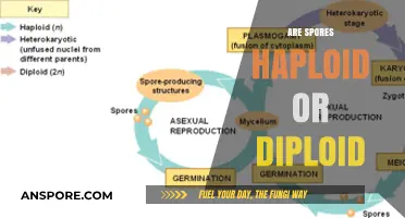 Understanding Spores: Haploid or Diploid? Unraveling the Genetic Mystery