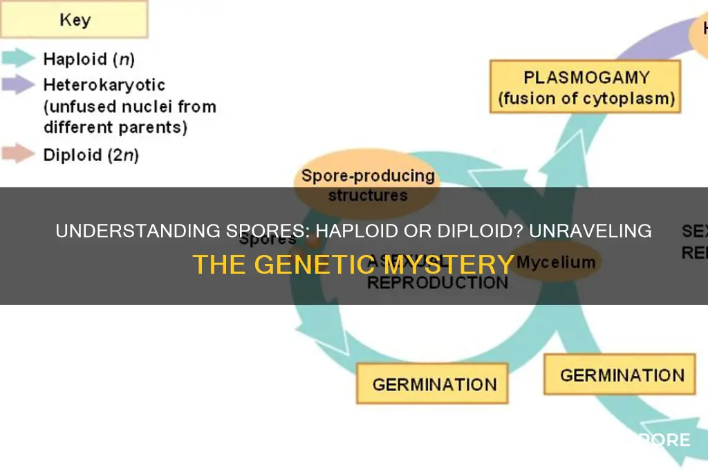 are spores haploid or diploid
