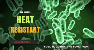 Are Spores Heat Resistant? Uncovering Their Survival Mechanisms