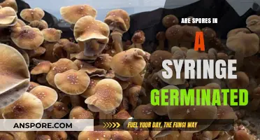 Can Spores in a Syringe Successfully Germinate? Exploring the Process